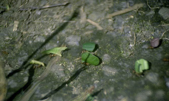 Ecdysozoa