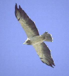 Buteo