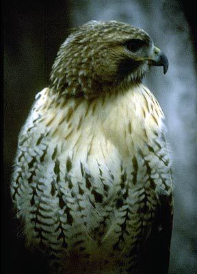 Falconiformes