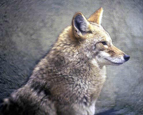 Canis latrans