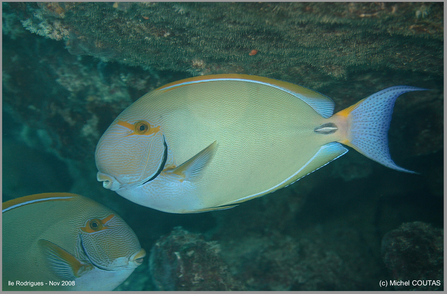 Acanthurus_dussumieri1