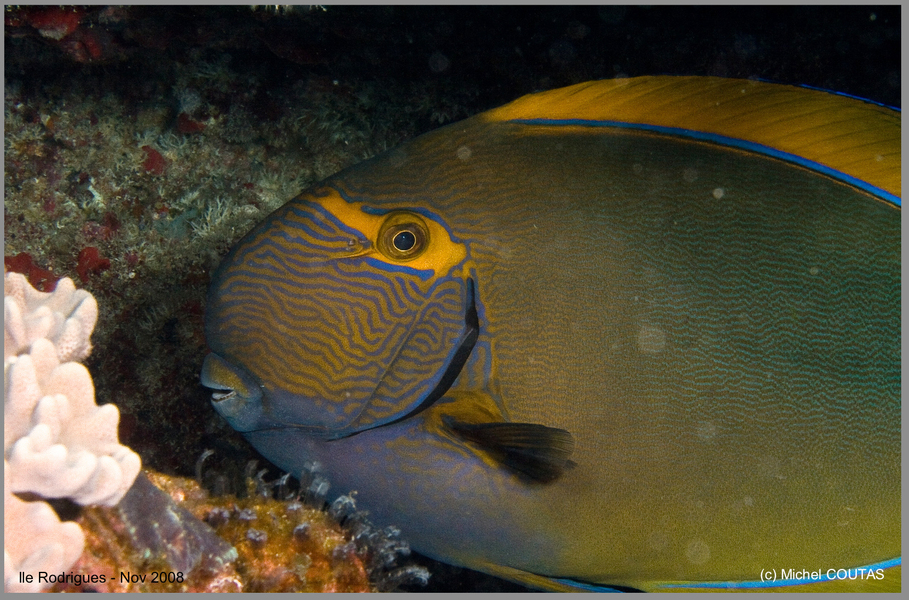 Acanthurus_dussumieri2