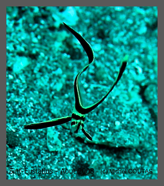 Equetus_lanceolatus_juv33