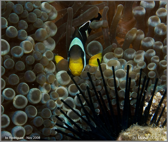 Photo of Amphiprion chrysogaster