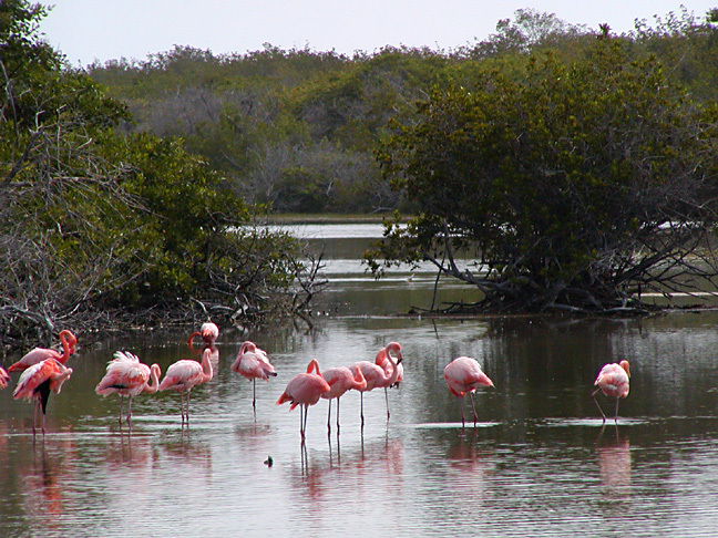 Phoenicopteridae