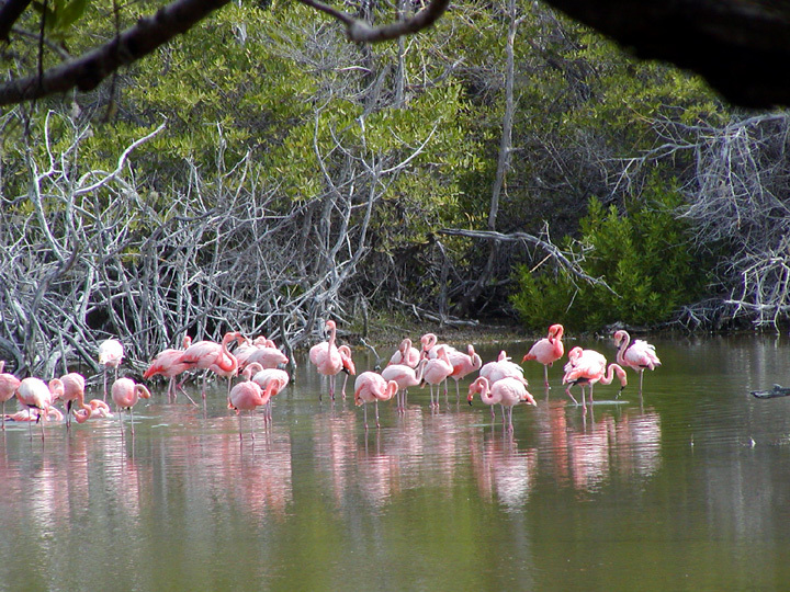 Phoenicopterus