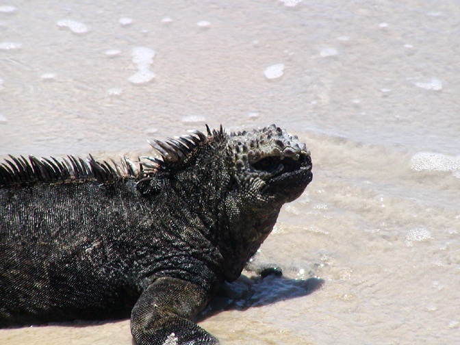 Iguanidae