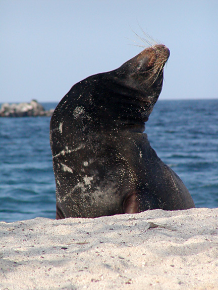 Zalophus californianus