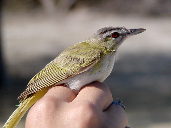 Passeriformes