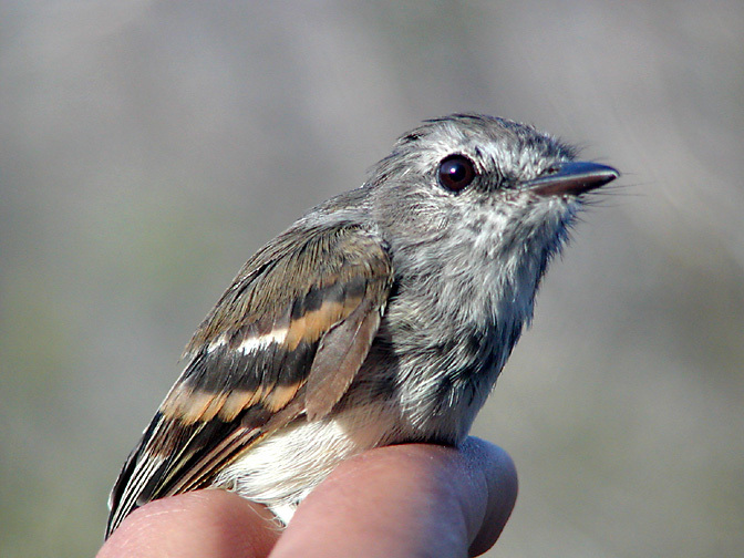 Tyrannidae