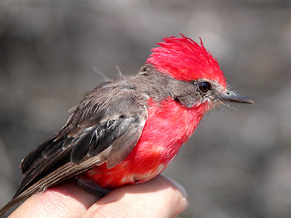 Photo of Pyrocephalus rubinus