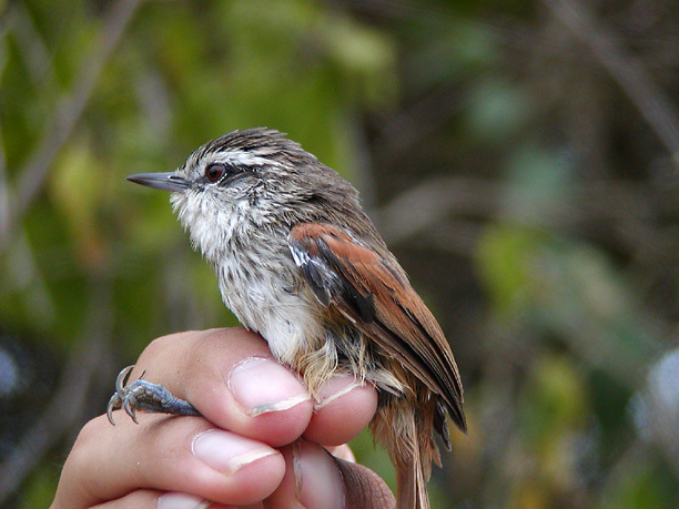 Passeriformes