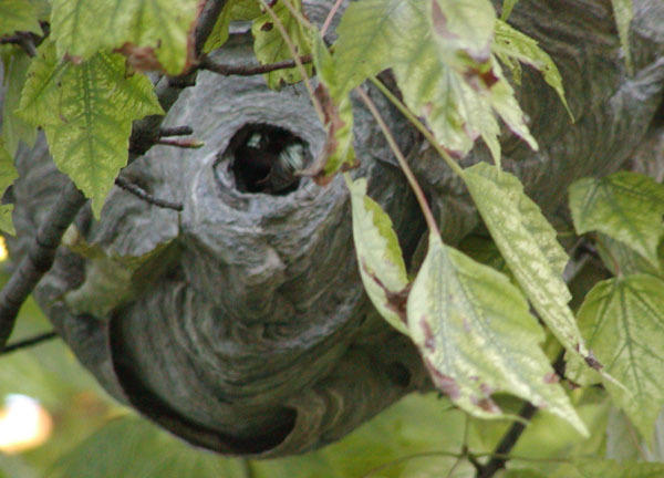 Dolichovespula maculata