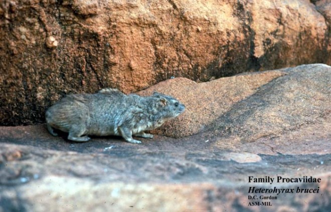 heterohyrax_brucei