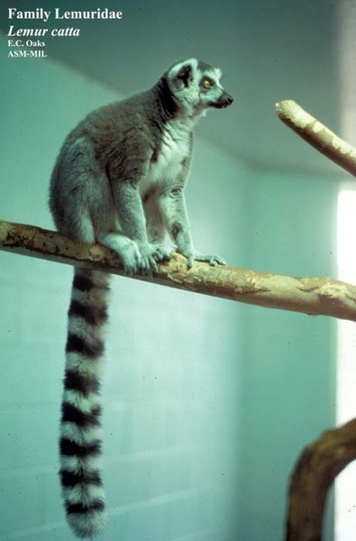 Lemur