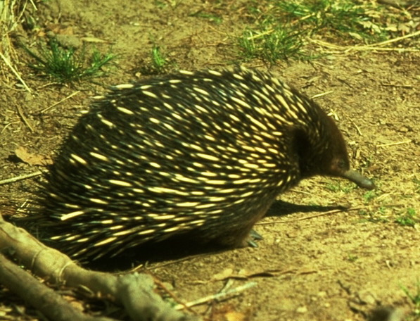 Tachyglossidae