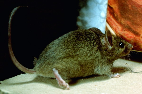 Mus musculus