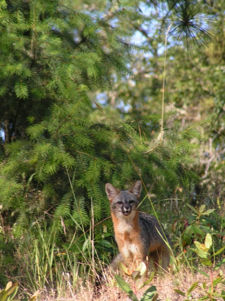 Eumetazoa