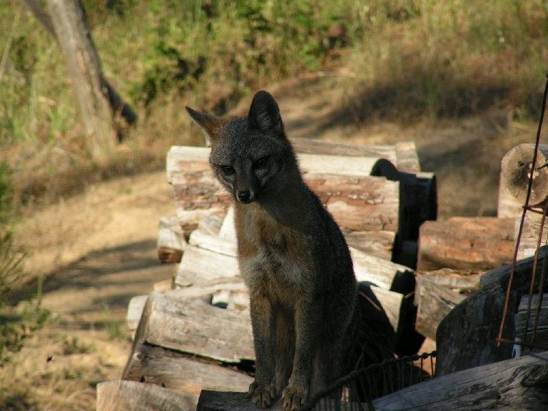 Eumetazoa