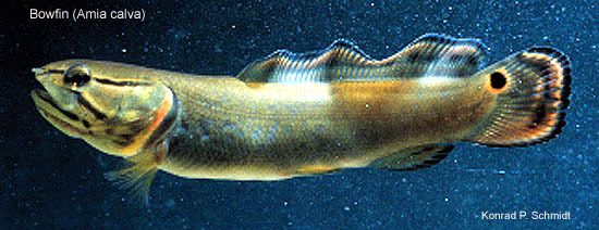 Euteleostomi