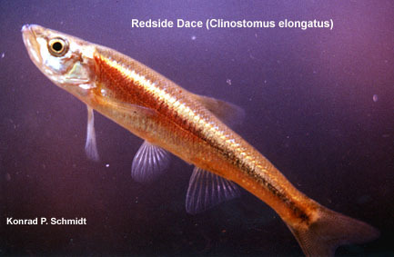 Euteleostomi