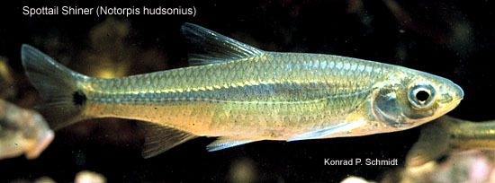 Notropis-hudsonius-1