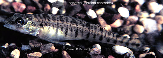 Percina-caprodes-1