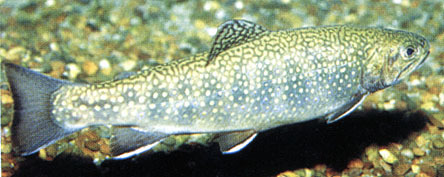 Salmonidae