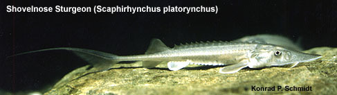 Euteleostomi