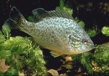 Lepomis gibbosus