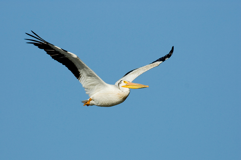 AmericanWhitePelican