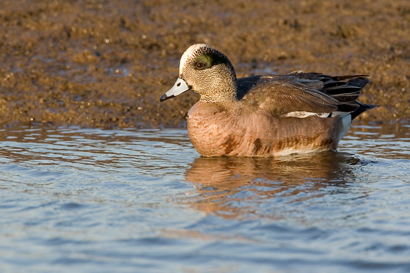 Anseriformes