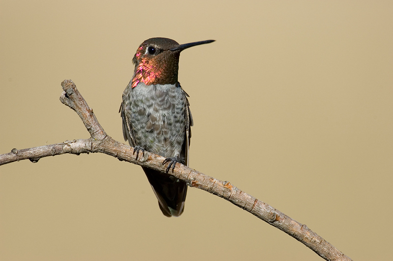 AnnasHummingbird