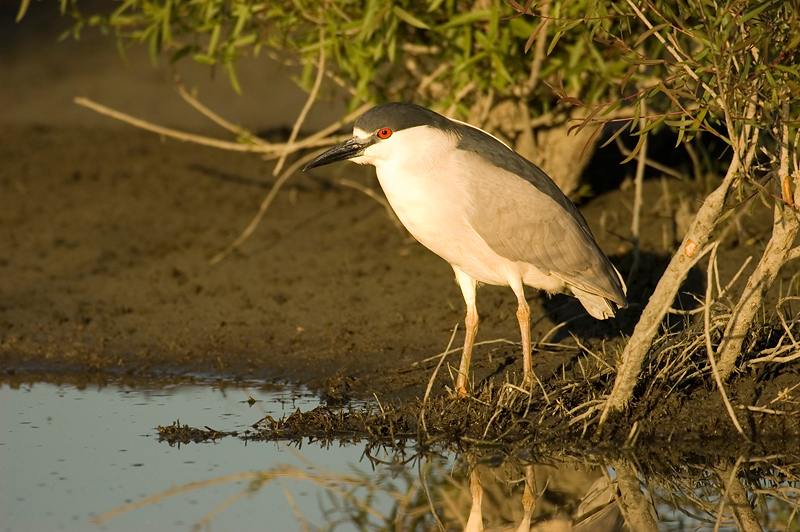 Eumetazoa