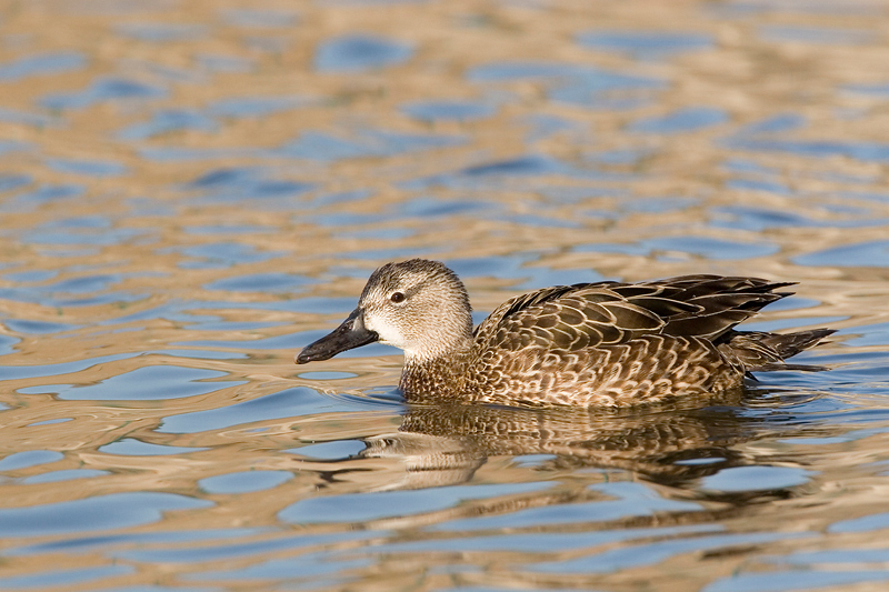 Anseriformes