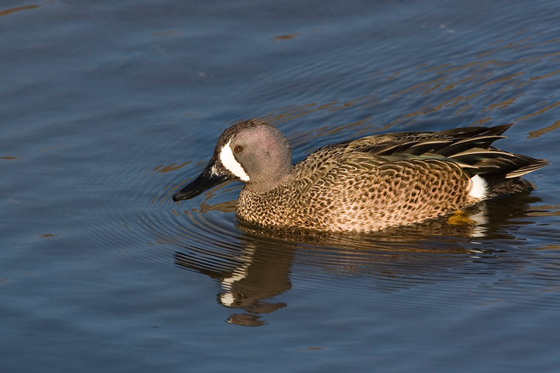 Anseriformes