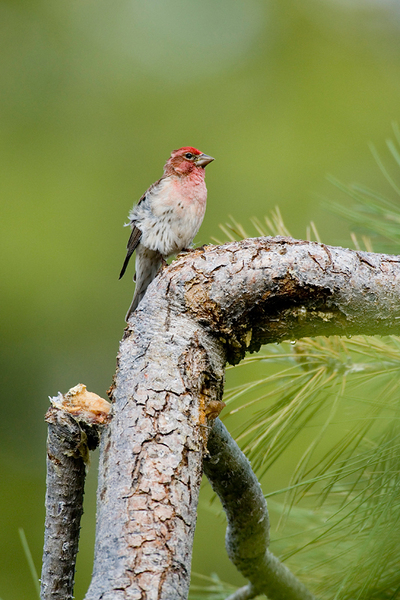 CassinsFinch