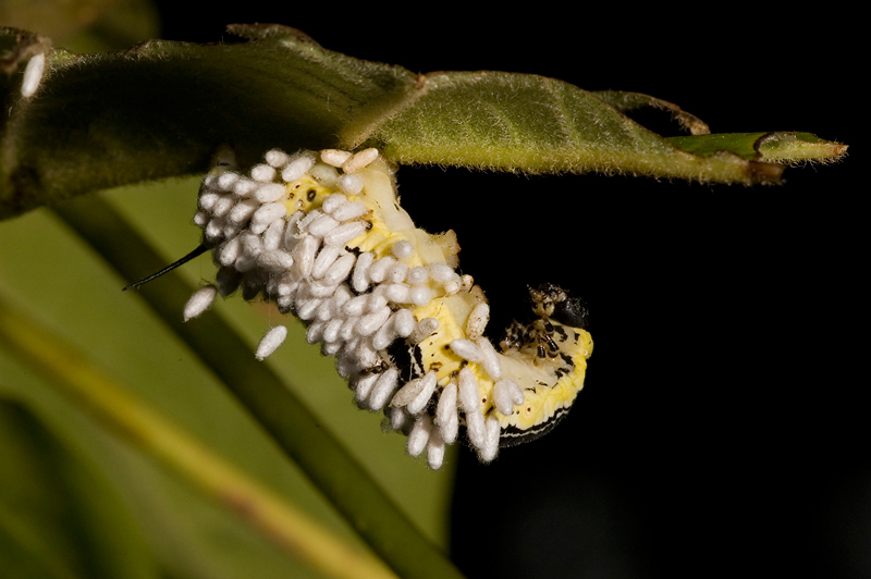 CatalpaSphingid-parasitoid