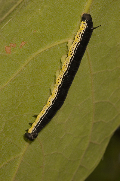 CatalpaSphingid