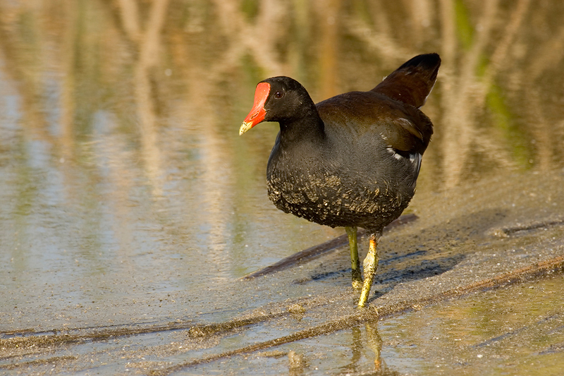 Rallidae