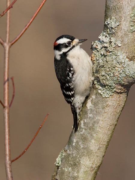 Picoides pubescens