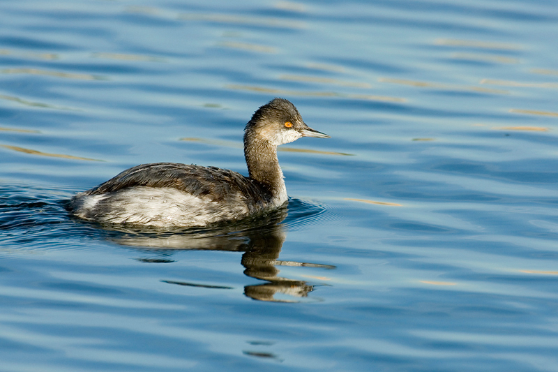 EaredGrebe