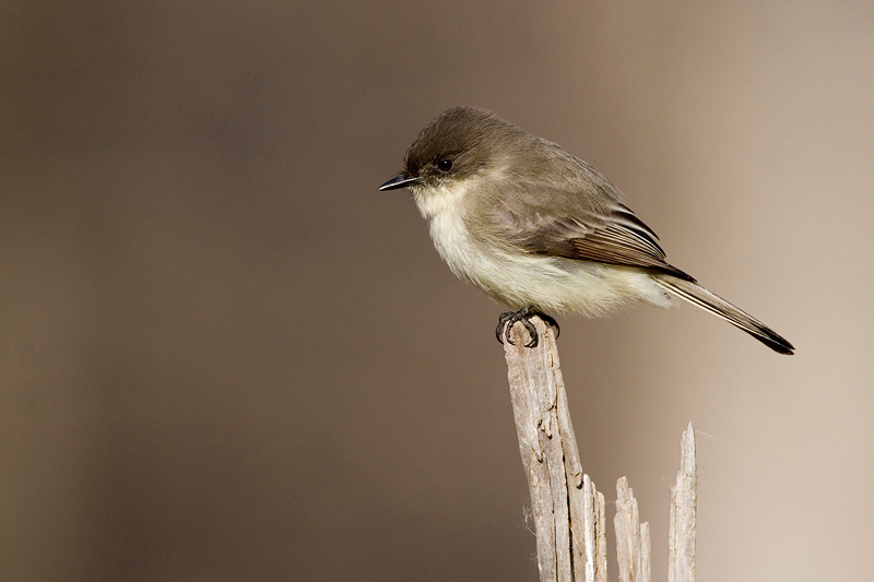 EasternPhoebe