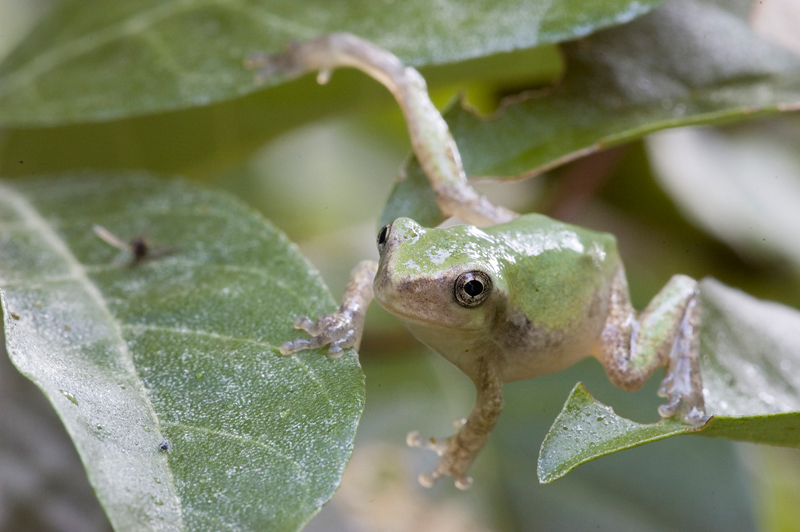 Eumetazoa