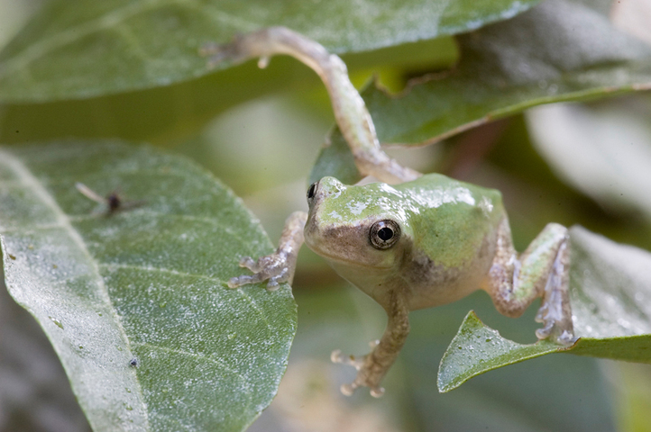 Photo of Hyla versicolor