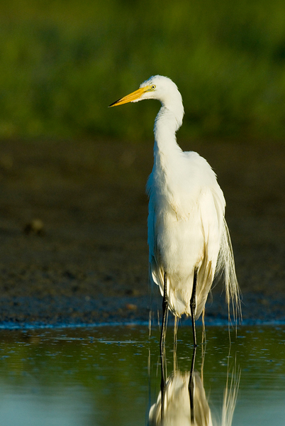 GreatEgret