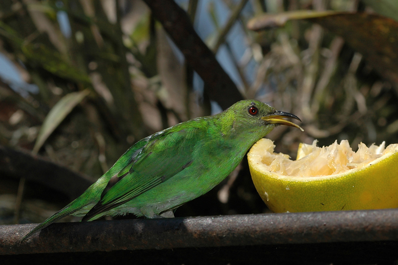 GreenHoneycreeper