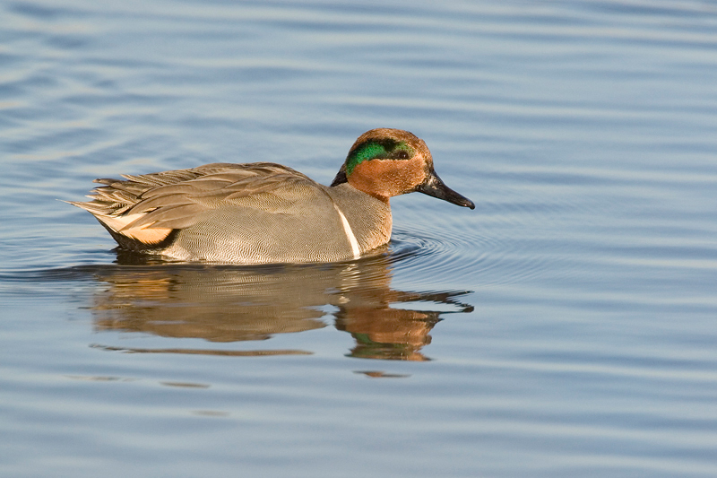 GreenWingedTeal