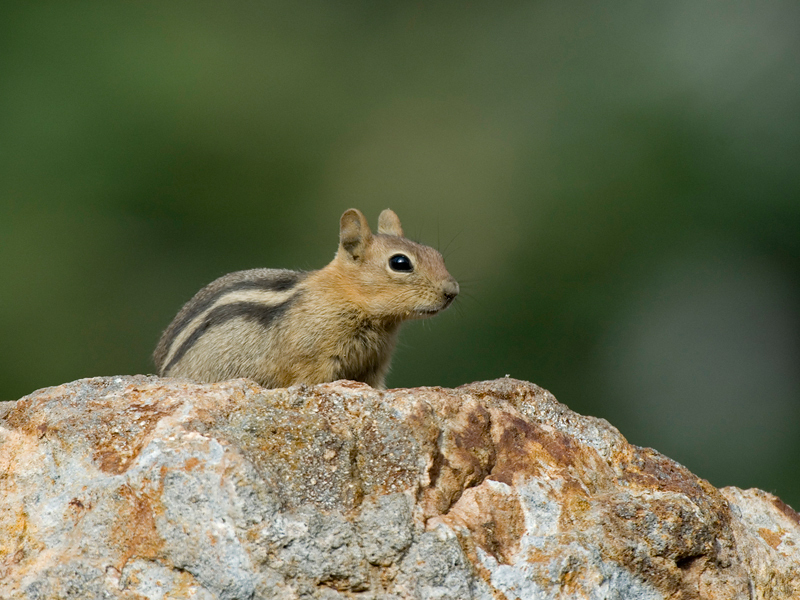 GroundSquirrel2