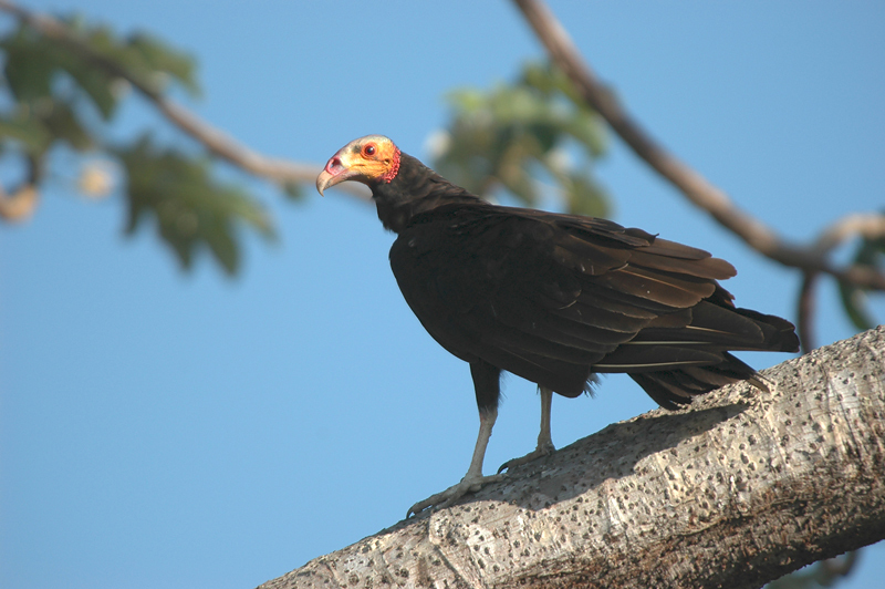 LesserYellowHeadedVulture